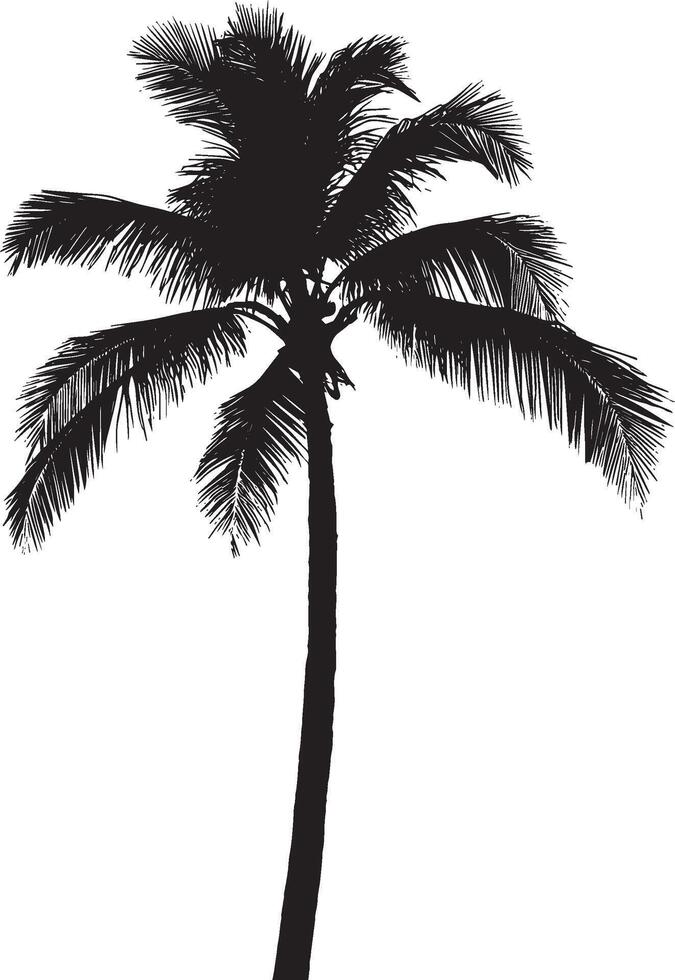 Sunset Palm Tree A towering trunk standing tall with fronds extended, silhouetted against a vibrant sunset. Full-length silhouette black design. vector