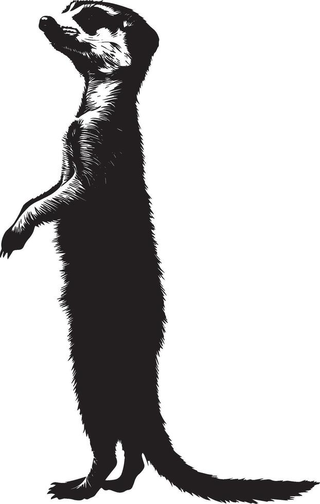 Meerkat Communicating Body in a slightly raised position with arms extended, possibly making a vocal call. full length silhouette black illustration vector
