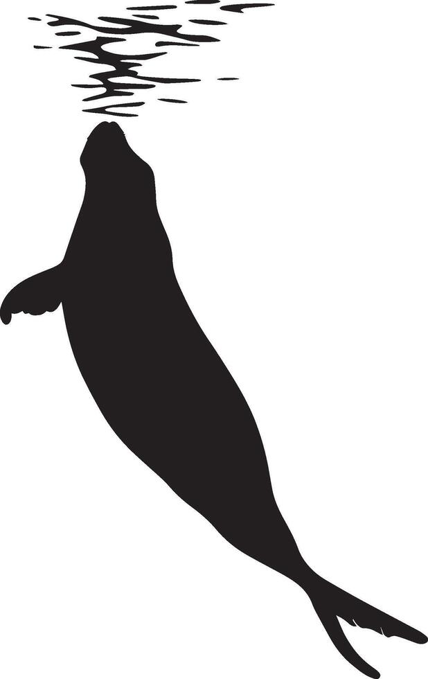 Walrus Submerging Body positioned at an angle, using its flippers to propel itself below the water's surface. Full-length silhouette black design. vector