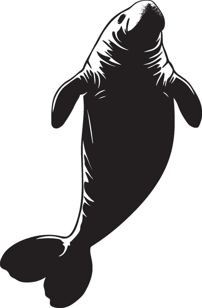 Manatee Playing Body upright with flippers raised, interacting with water or other manatees. full length silhouette black illustration vector
