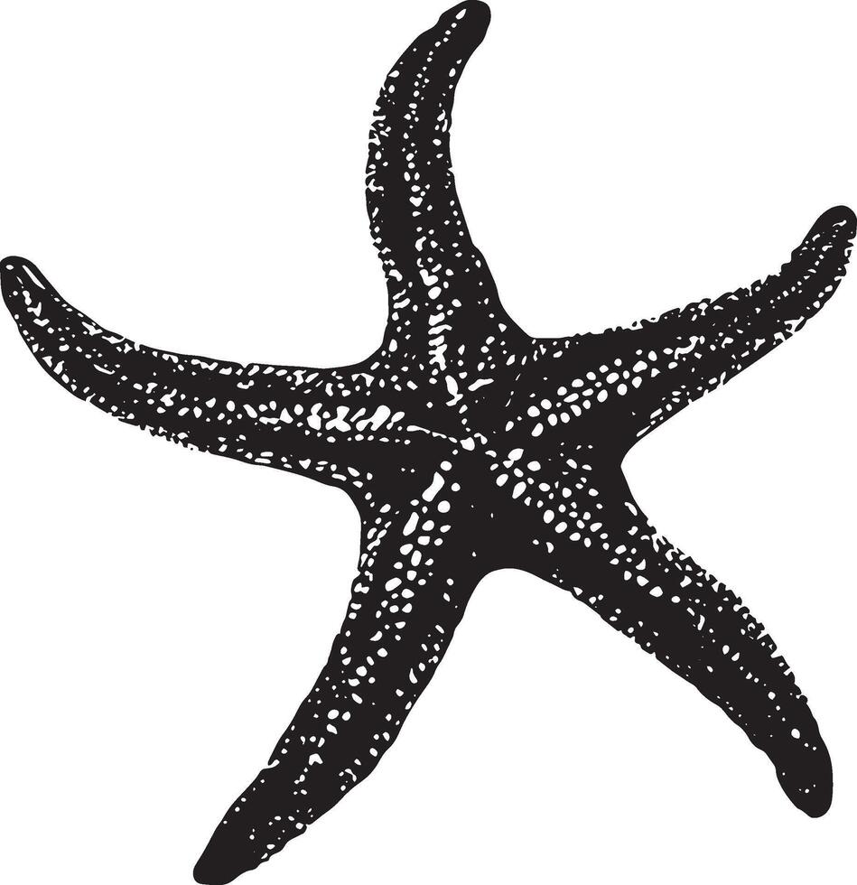 Starfish Regenerating Body still with an arm partially regrown or beginning to regenerate. full length silhouette black illustration vector