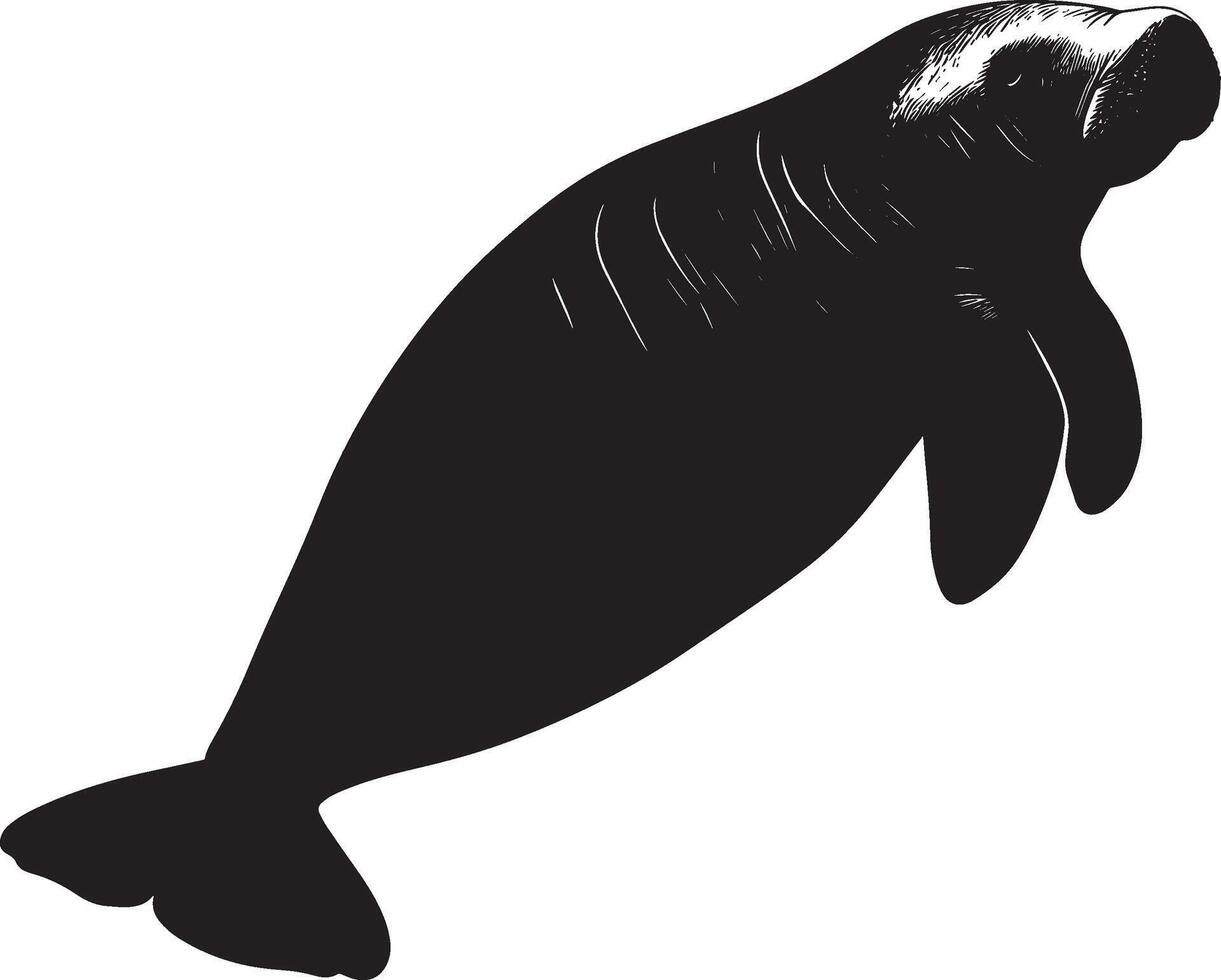 Manatee Executing a Roll A silhouette of a manatee with its body tilted, tail and flippers extended during a fluid movement. Full-length silhouette black illustration. vector