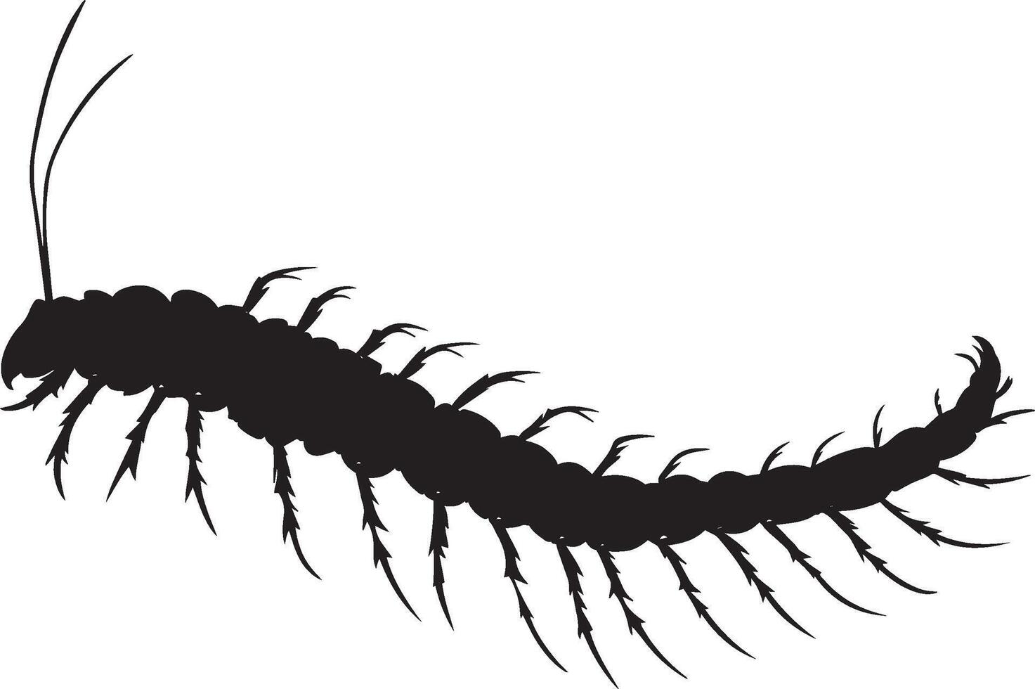 Centipede Sensing Body still with antennae extended, sensing its surroundings. full length silhouette black illustration vector