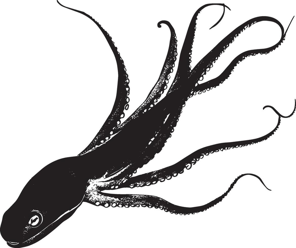 Squid Displaying Defense Body elongated with tentacles spread wide and fins extended, creating an impressive silhouette to deter threats. Full-length silhouette black design. vector