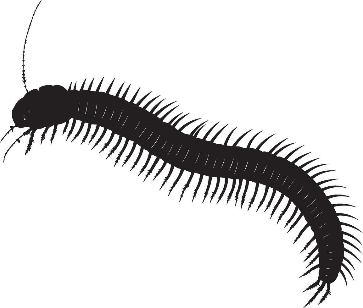 Millipede Moving in a Straight Line Body extended with legs moving alternately, creating a wave-like motion. full length silhouette black illustration vector