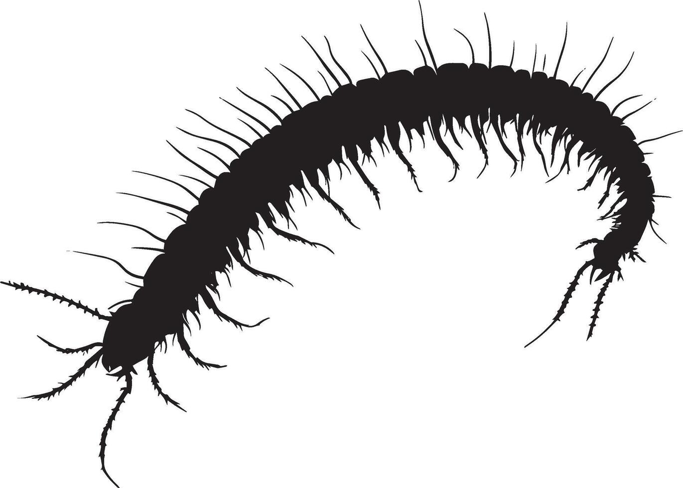 Centipede Resting Body still with legs tucked under, extending slightly along the surface. full length silhouette black illustration vector