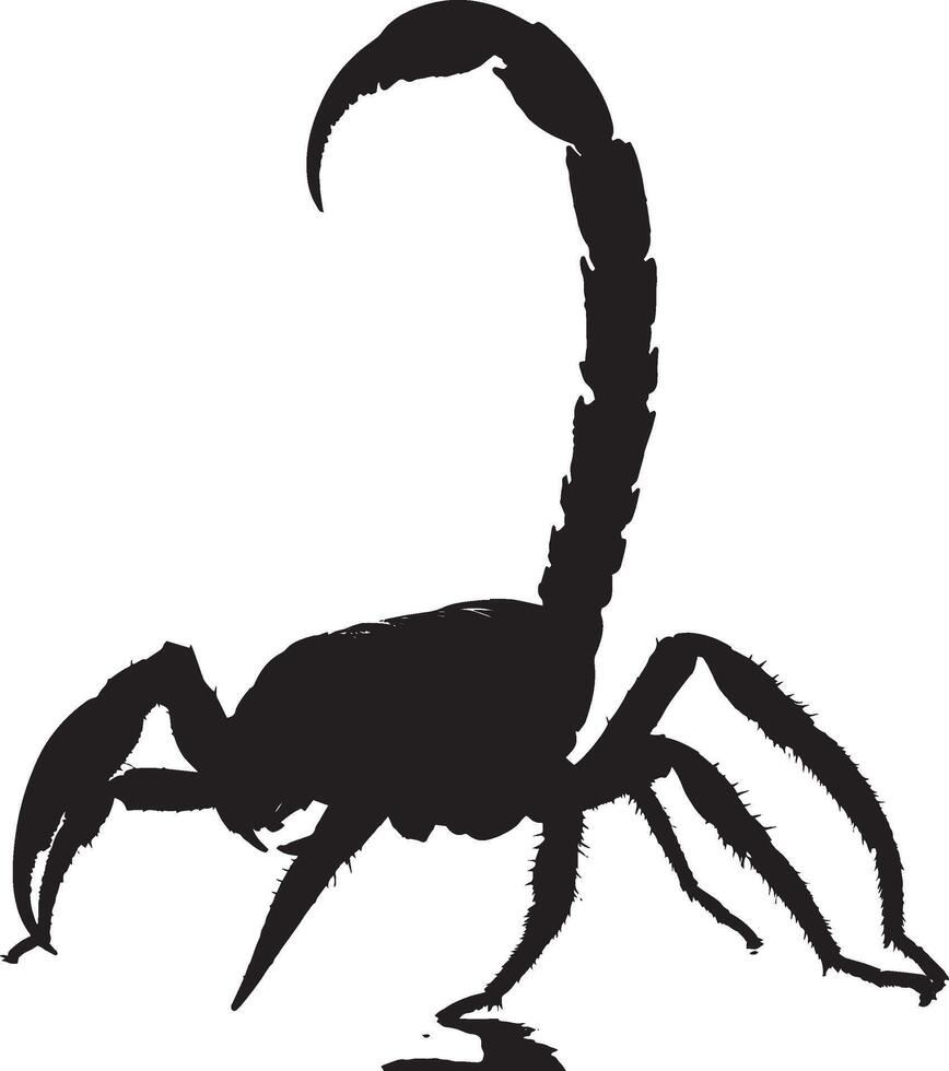 Scorpion Hunting Body angled forward with claws open and tail raised, ready to strike prey. full length silhouette black illustration vector