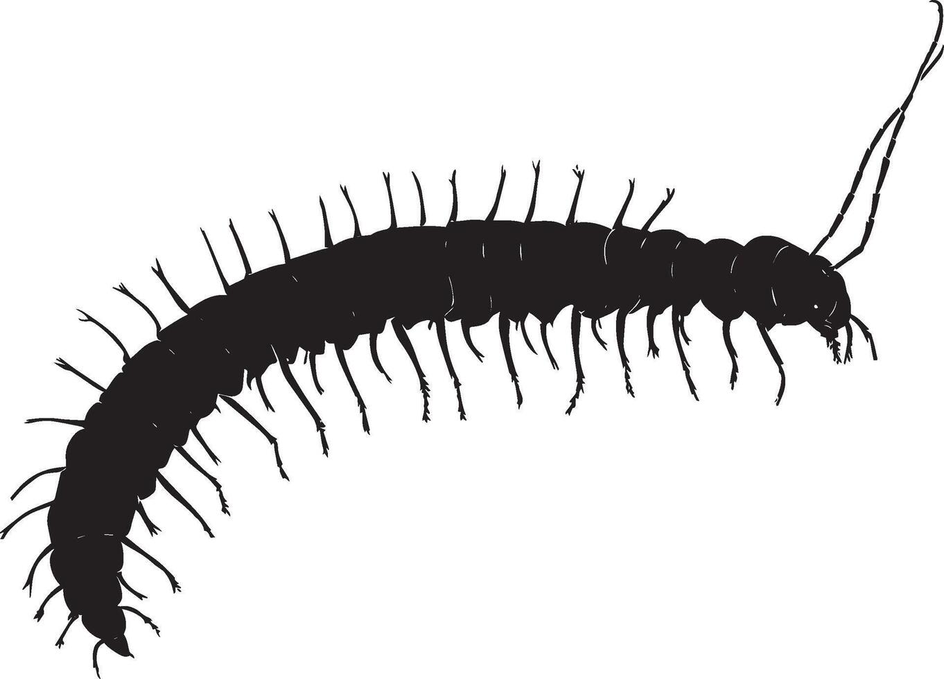 Centipede in a Resting Position Body motionless with legs tucked underneath, extending slightly along the surface. Full-length silhouette black design. vector