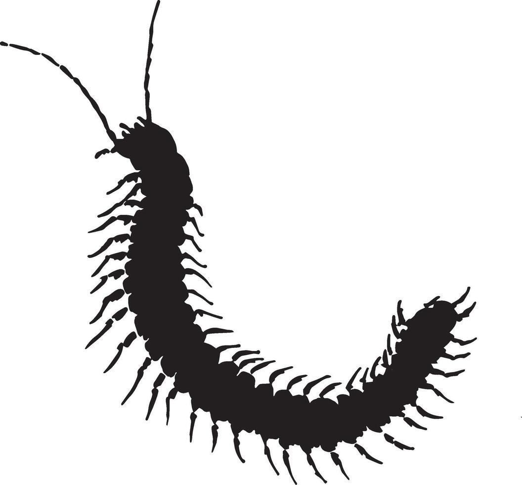 Centipede in a Sensing Position Body motionless with antennae extended, actively detecting its environment. Full-length silhouette black design. vector