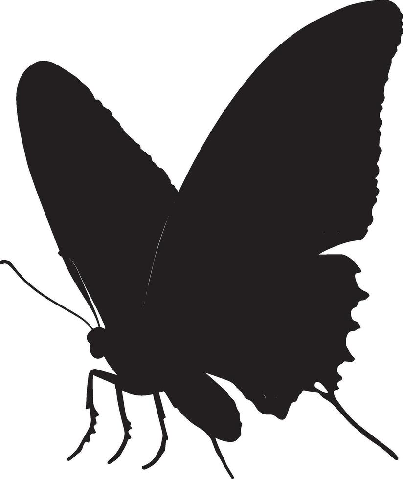 Moth Landing Body descending with wings folded and legs extended, preparing to land on a surface. full length silhouette black illustration vector
