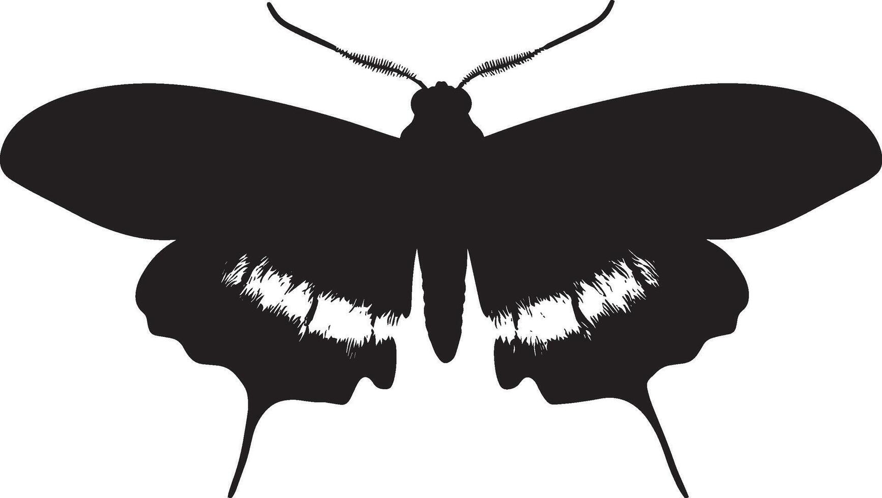 Moth Moving Along the Surface A silhouette of a moth with its body low and legs stretched out as it crawls in a careful manner. Full-length silhouette black illustration. vector