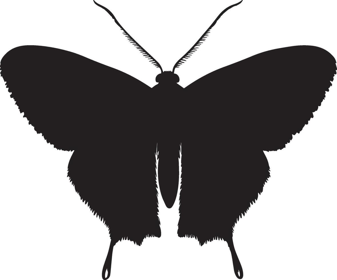 Moth Sensing Body still with antennae extended and actively sensing the surroundings, wings folded. full length silhouette black illustration vector