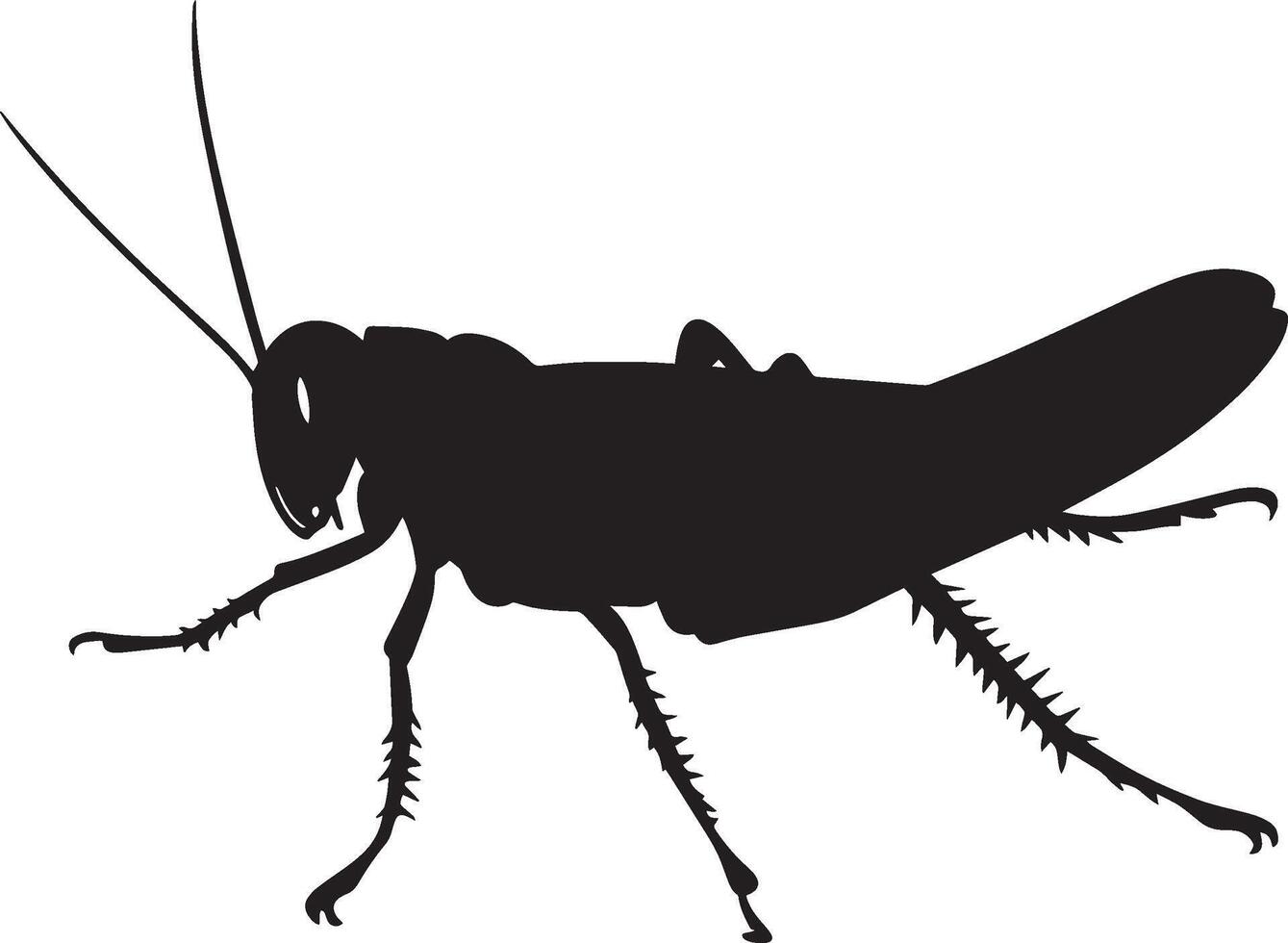 Grasshopper Defending Body slightly arched with legs spread in a defensive posture, antennae raised. full length silhouette black illustration vector