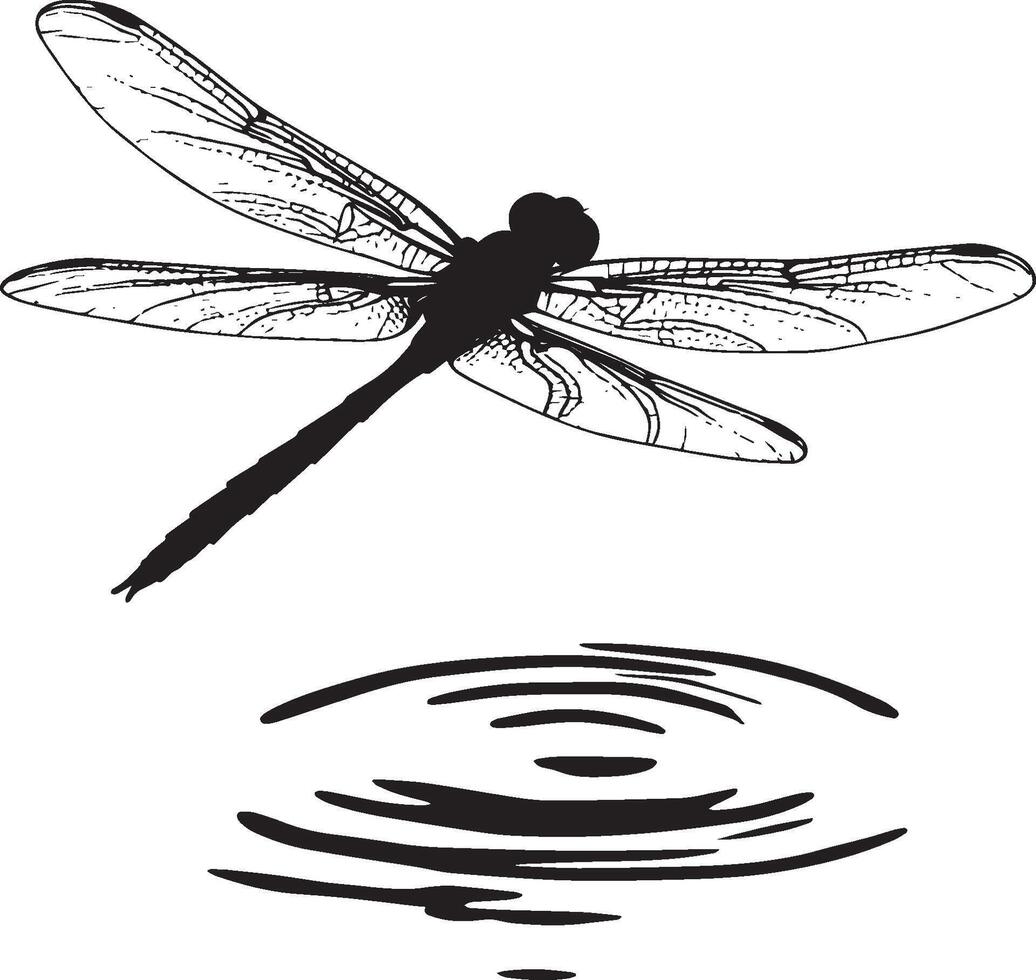 Dragonfly Resting on Water Body hovering just above water with wings spread and legs slightly extended downward. full length silhouette black illustration vector
