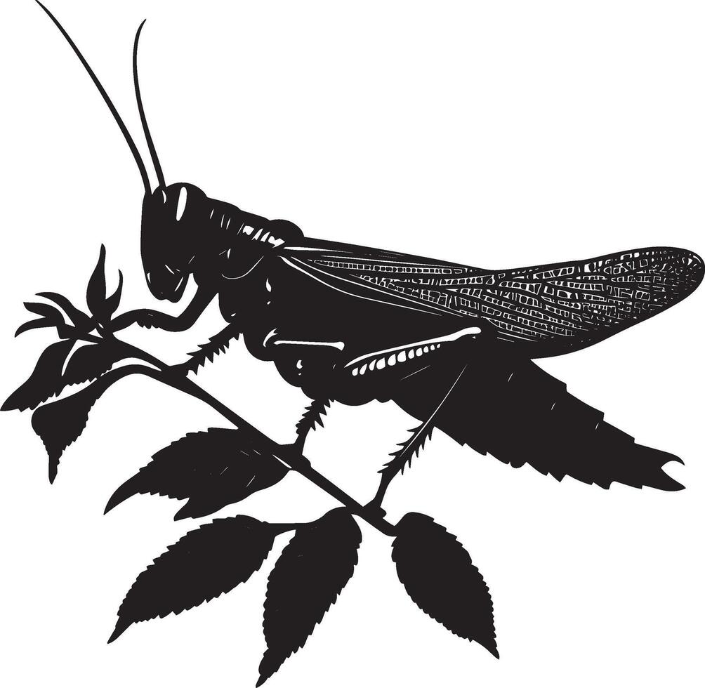 Grasshopper Feeding Body angled forward with legs spread and mouthparts eating leaves or plants. full length silhouette black illustration vector