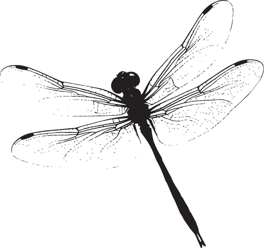 Dragonfly Darting Body moving quickly in short bursts, wings flapping rapidly, legs tucked in behind. full length silhouette black illustration vector