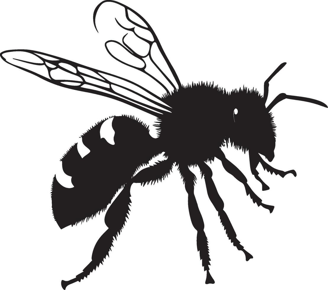 Bee Crawling Body moving along a surface or flower, legs actively moving while antennae sensing surroundings. full length silhouette black illustration vector
