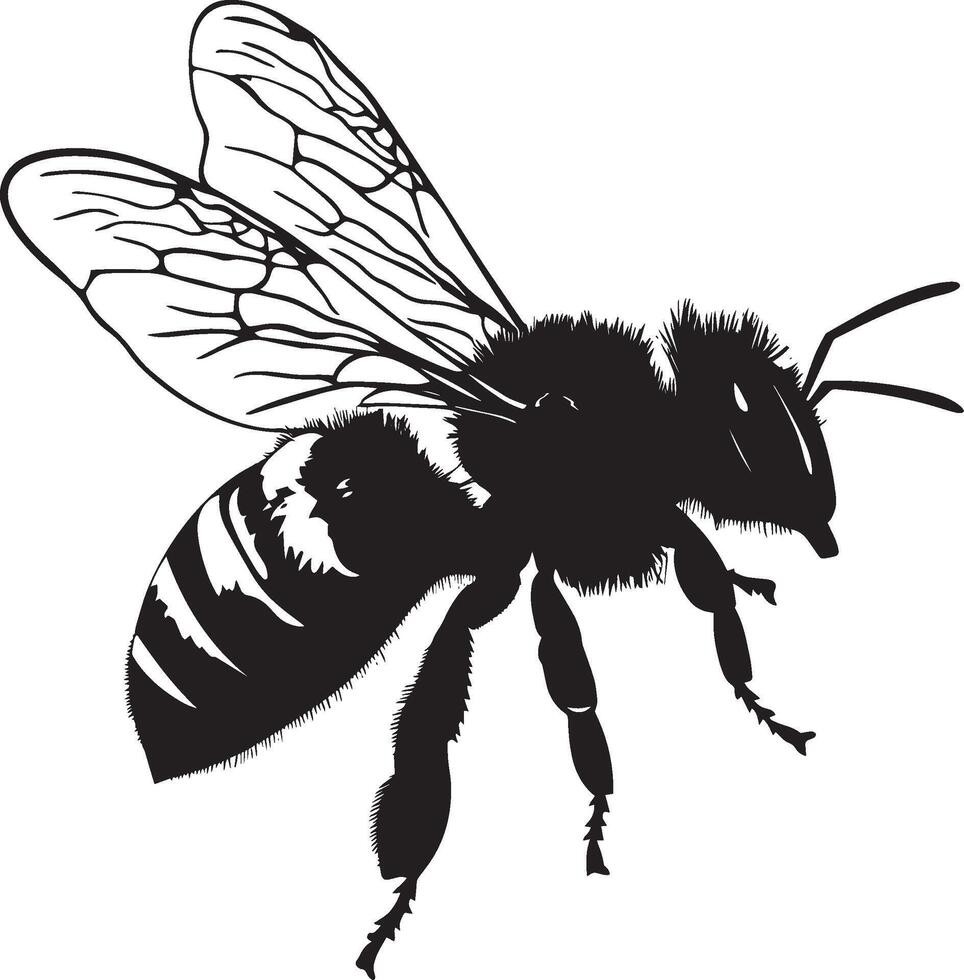 Bee at Rest The body is perched on a surface or flower, wings tucked away and antennae in a relaxed position, depicted as a full-length black silhouette illustration. vector