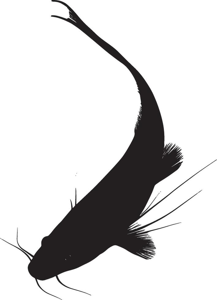 Catfish Feeding Head angled down with whiskers actively searching for food along the bottom. full length silhouette black illustration vector