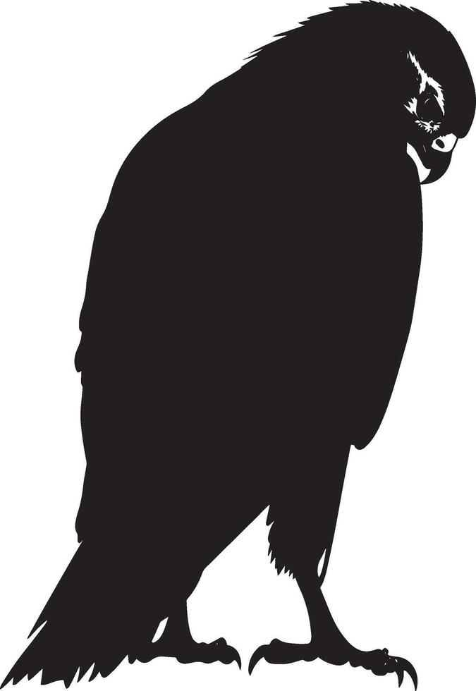 Falcon Preening Beak reaching back cleaning feathers body slightly turned. full length silhouette black illustration vector