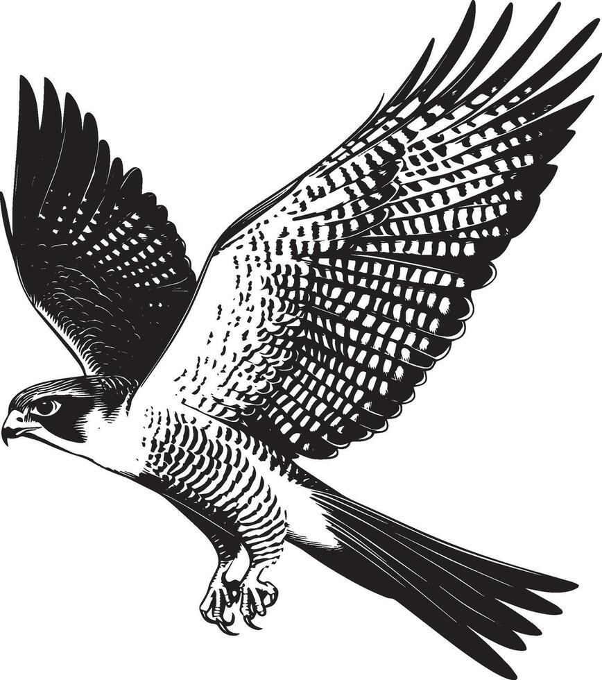 Falcon Hunting Wings slightly spread body angled downward talons extended. full length silhouette black illustration vector