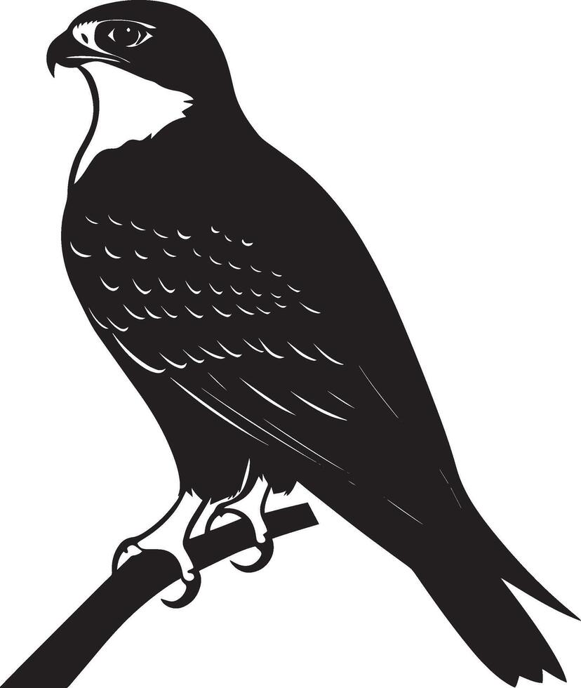 Falcon at rest perched on a surface or the ground, wings folded, and body motionless in a full-length silhouette. vector