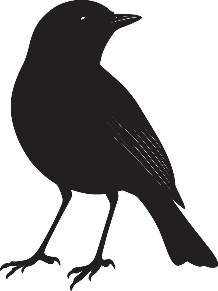 Robin Preening Beak reaching back cleaning feathers body slightly turned. full length silhouette black illustration vector