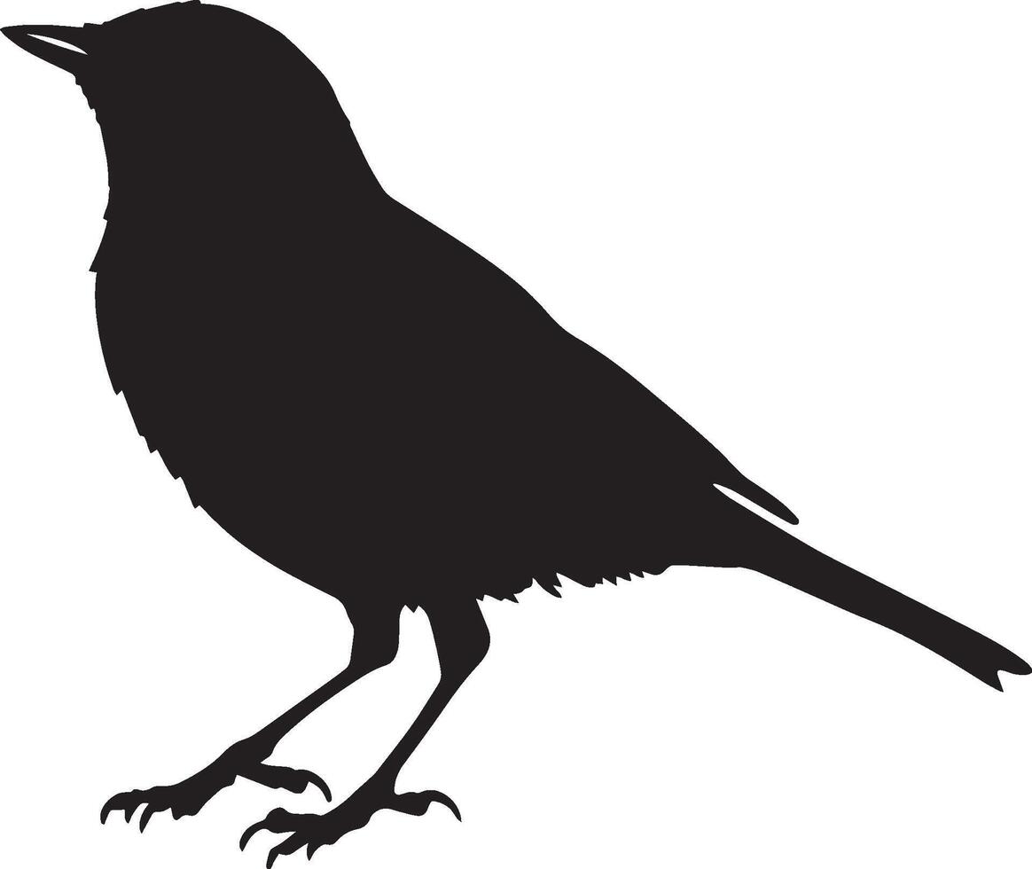 Robin in motion taking small steps forward, head bobbing slightly, with wings close to the body in a full-length silhouette. vector