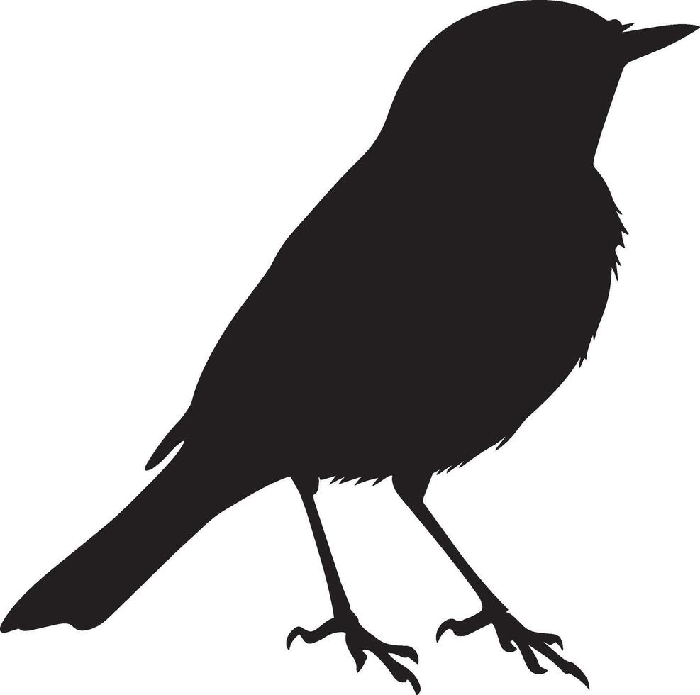 Robin grooming beak extending back to clean feathers, body slightly turned in a full-length silhouette. vector