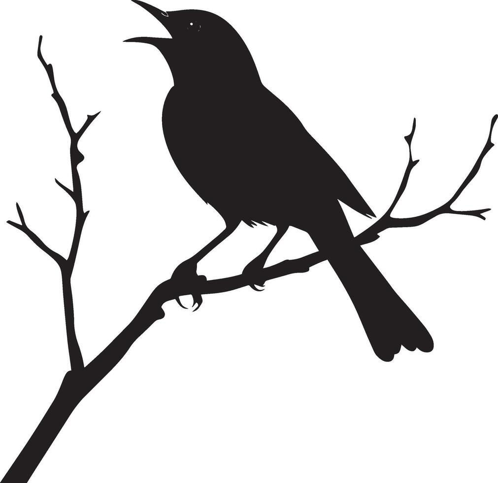 Robin Singing Beak open head slightly raised chest puffed out. full length silhouette black illustration vector