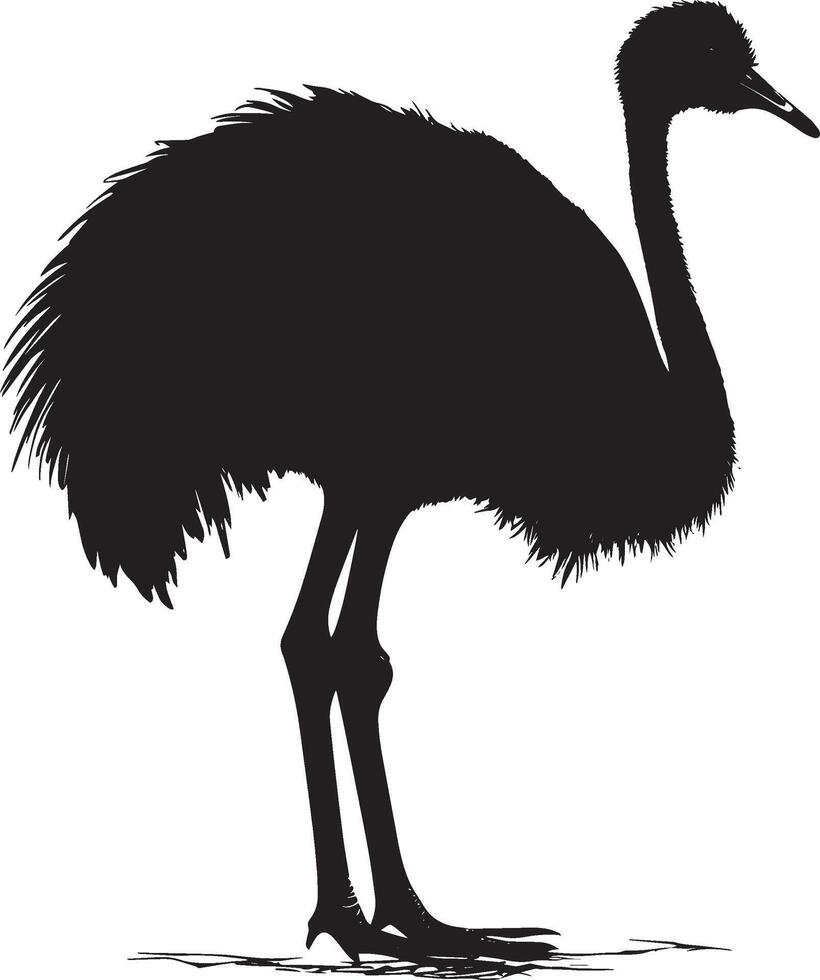 Ostrich Preening Beak reaching back cleaning feathers body slightly turned. full length silhouette black illustration vector