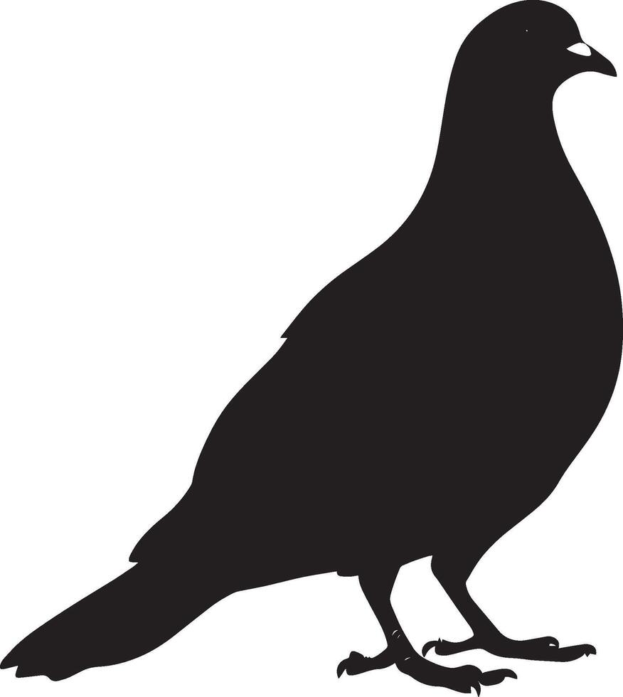 Pigeon grooming beak extending back to clean feathers, body slightly turned in a full-length silhouette. vector