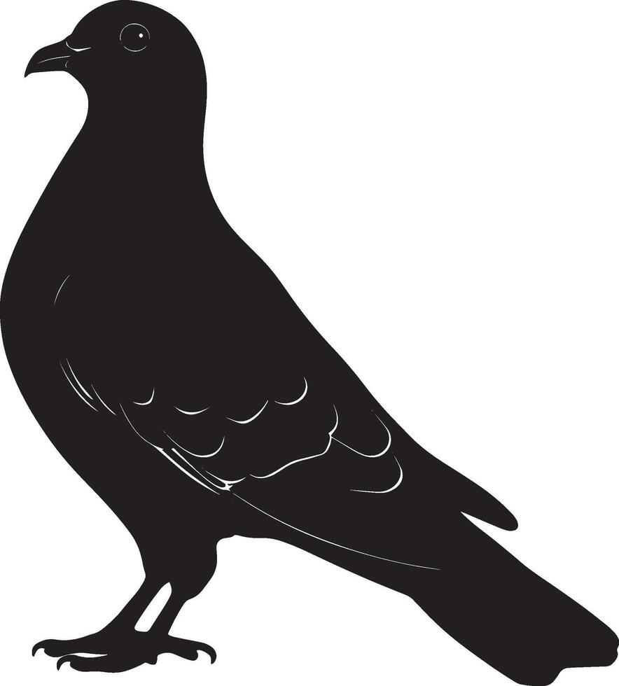Pigeon in care using its beak to preen feathers, body angled slightly for better access in a black outline. vector