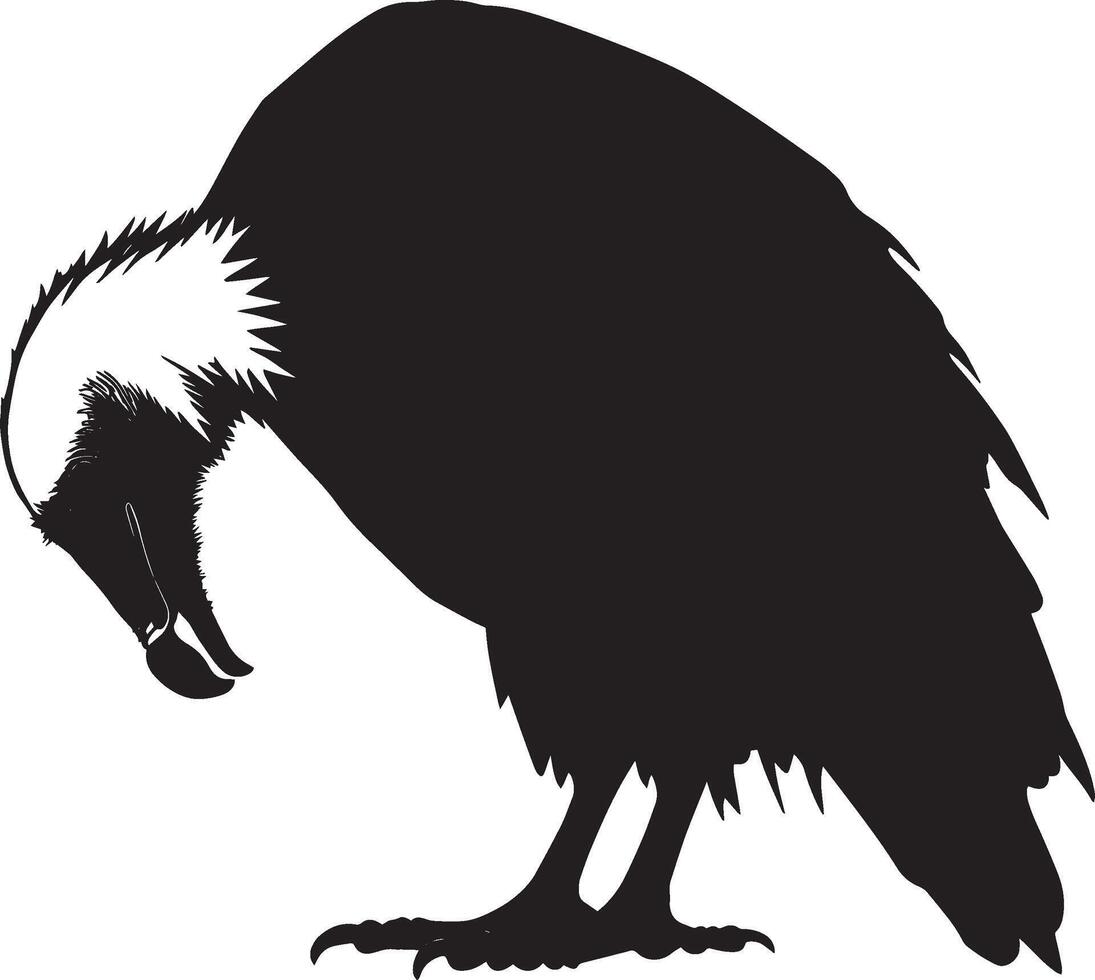Vulture Feeding Head lowered beak tearing into food wings slightly raised. full length silhouette black illustration vector