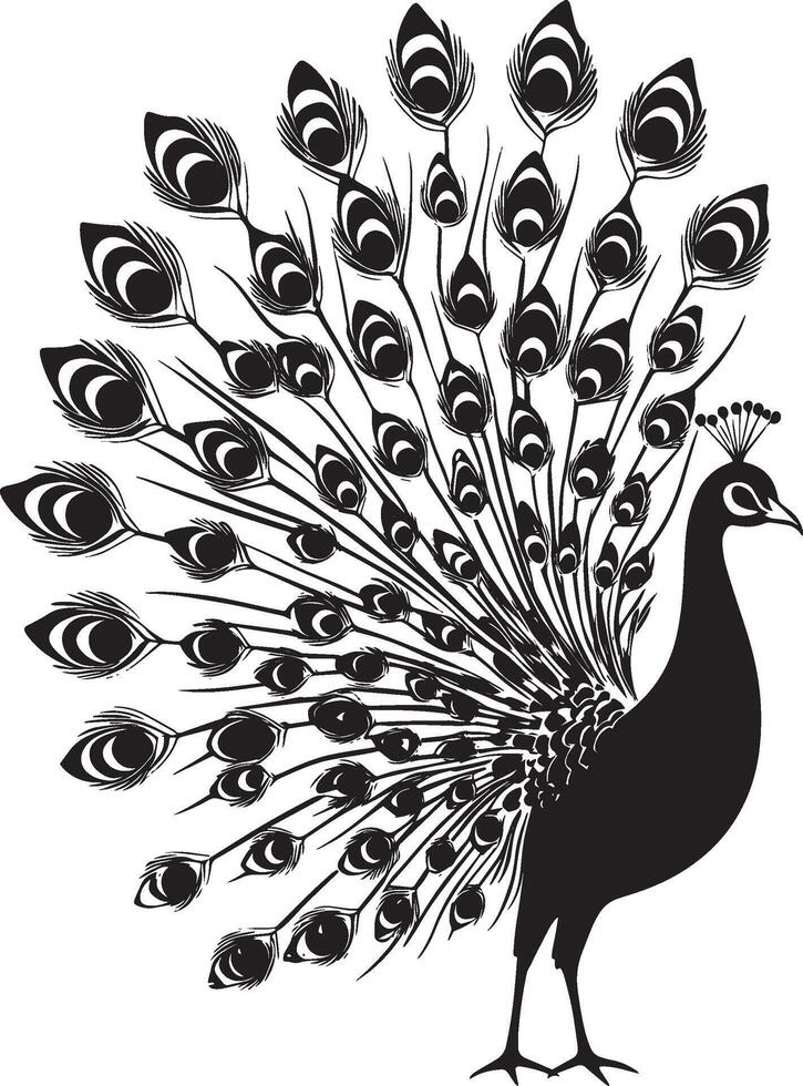 Peacock Preening Using beak to clean or arrange feathers body slightly tilted. full length silhouette black illustration vector