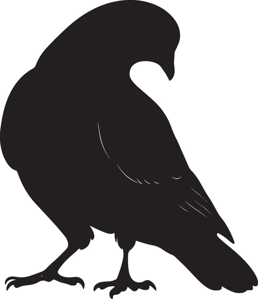 Pigeon foraging head lowered with beak touching the ground, legs slightly bent in a full-length silhouette. vector
