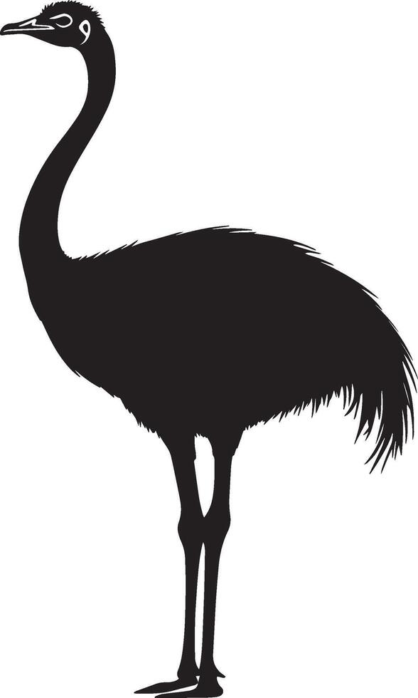 Ostrich Standing Body upright long neck stretched legs straight tail resting. full length silhouette black illustration vector