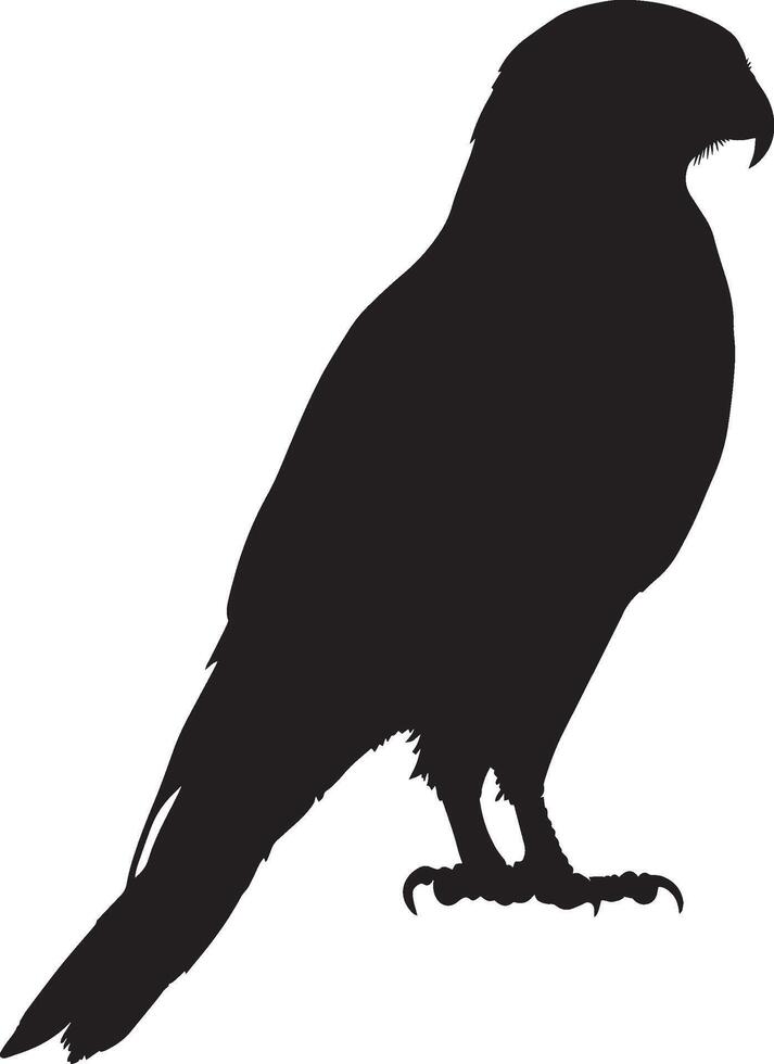 Hawk Preening Licking or cleaning feathers with beak body still and calm. full length silhouette black illustration vector