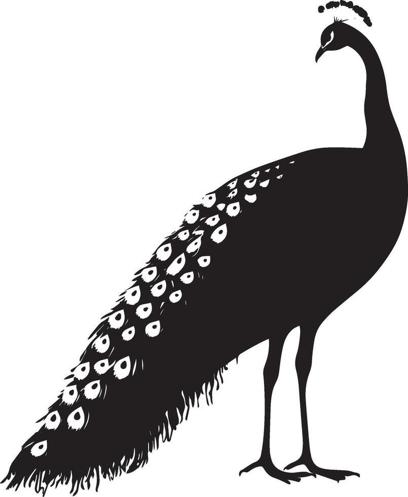 Peacock Feeding Head lowered pecking at food on the ground body slightly bent. full length silhouette black illustration vector