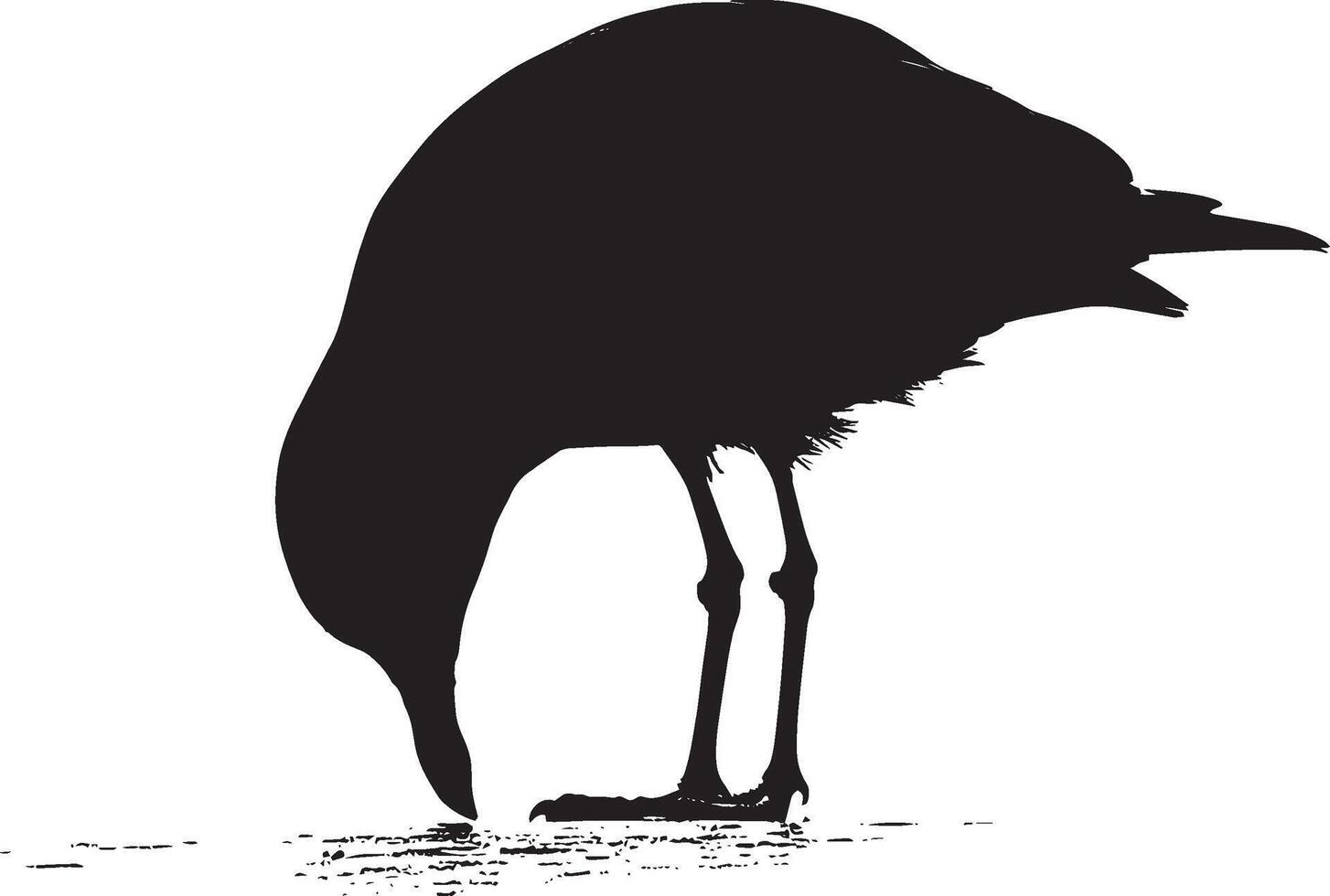 Seagull Feeding Pecking at food on the ground or surface with head down. full length silhouette black illustration vector