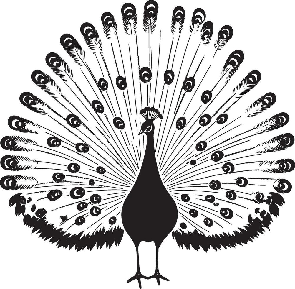 Peacock in Full Display Tail fully spread, body poised, head lifted, black silhouette . vector