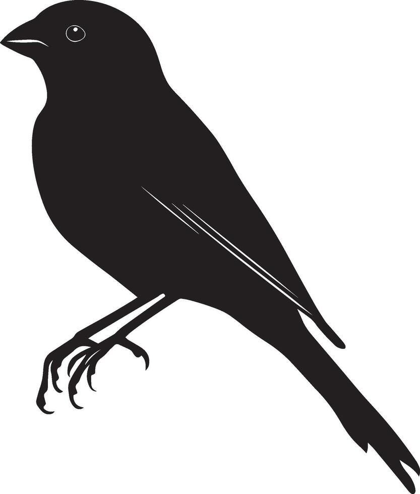 Sparrow Grooming Beak cleaning feathers, body still and calm, black silhouette . vector