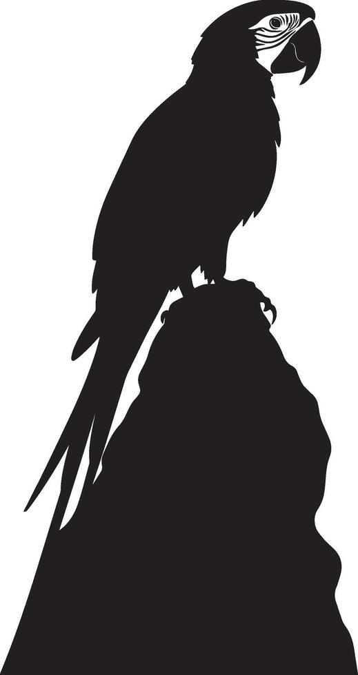 Macaw Preening Licking and cleaning its feathers with beak body relaxed. full length silhouette black illustration vector