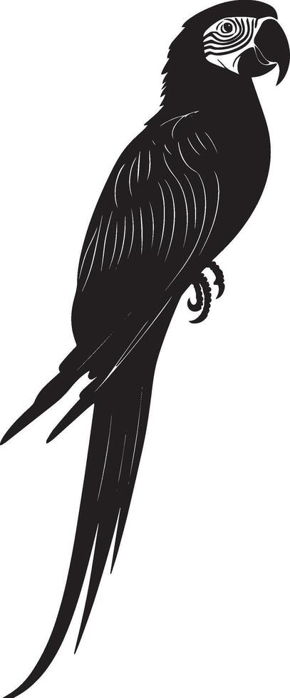 Macaw in Stretch Wings fully extended, body upright, head tilted, black silhouette . vector
