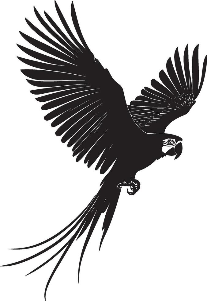 Macaw Soaring Gliding through the air with wings wide and tail feathers fanned. full length silhouette black illustration vector