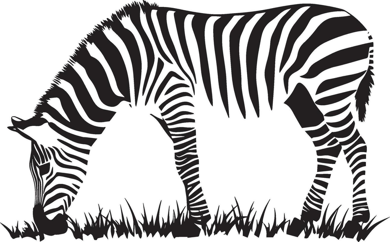 Zebra Grazing Head bent down, front legs spread, nibbling on grass, black silhouette . vector