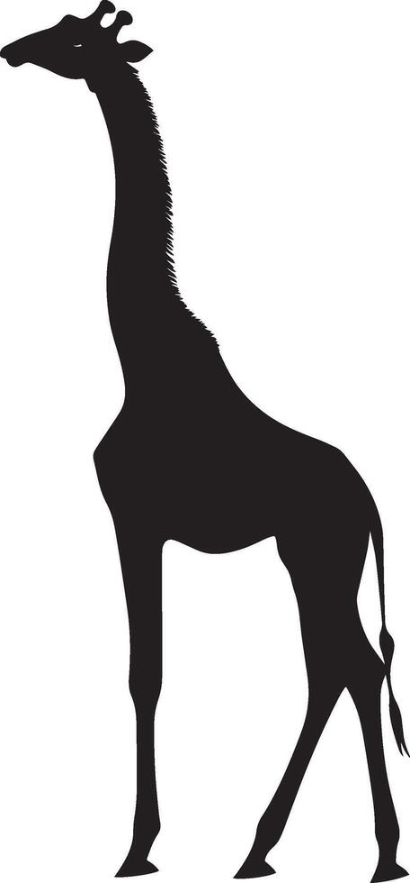 Giraffe Stretching Neck and body extended, front legs slightly bent, head high. full length silhouette black illustration vector