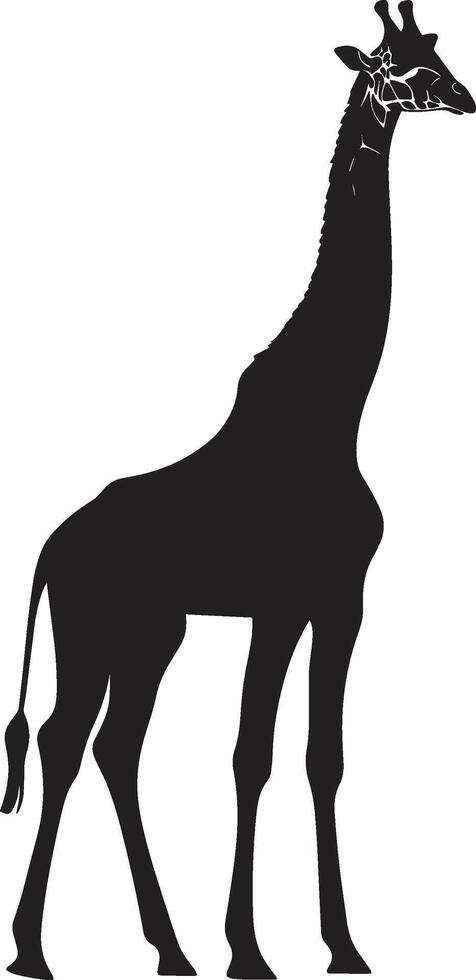 Giraffe Stretching Neck and body extended, front legs bent, head raised, black silhouette . vector