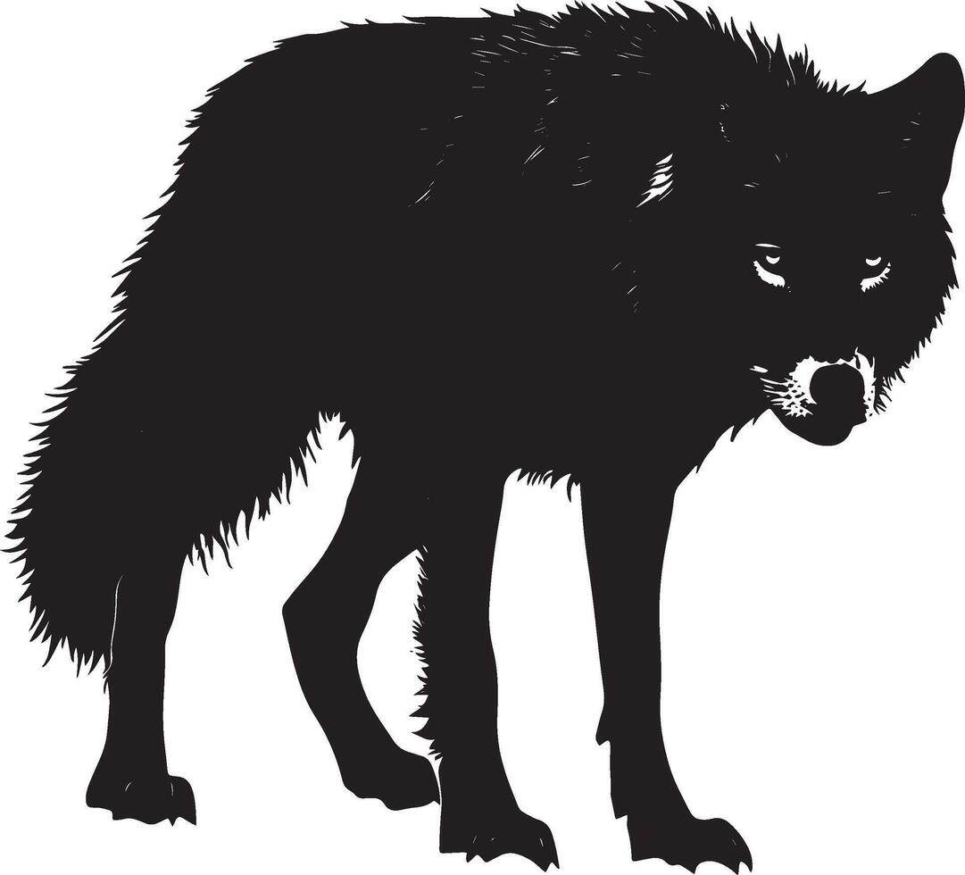 Wolf Stalking Low body, tense posture, tail stiff and still, black silhouette . vector