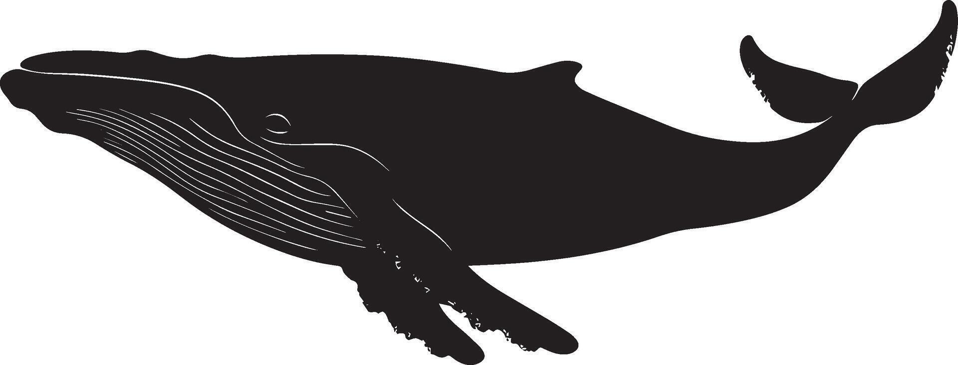 Whale Swimming Body sleek and streamlined, tail fin in motion, dorsal fin visible. full length silhouette black illustration vector